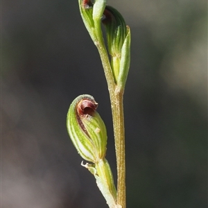 Speculantha rubescens at Point 5805 - suppressed