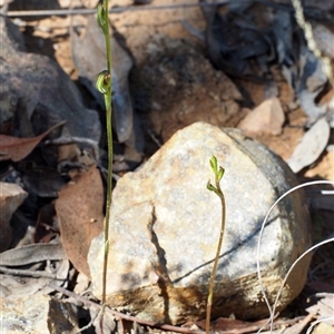 Speculantha rubescens at Point 5805 - suppressed