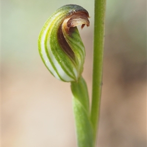 Speculantha rubescens at Point 5805 - suppressed