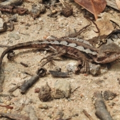 Rankinia diemensis (Mountain Dragon) at Cotter River, ACT - 12 Feb 2016 by JohnBundock