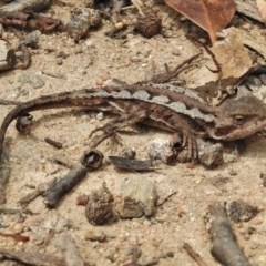 Rankinia diemensis (Mountain Dragon) at Namadgi National Park - 11 Feb 2016 by JohnBundock