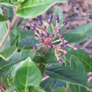 Viburnum tinus at Fadden, ACT - 13 Feb 2016