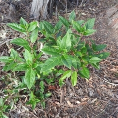 Viburnum tinus at Fadden, ACT - 13 Feb 2016