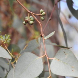 Eucalyptus polyanthemos at Fadden, ACT - 13 Feb 2016