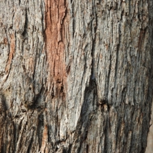 Eucalyptus polyanthemos at Wanniassa Hill - 13 Feb 2016