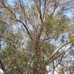 Eucalyptus polyanthemos at Fadden, ACT - 13 Feb 2016