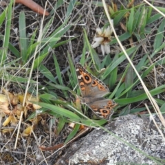 Junonia villida (Meadow Argus) at Fadden, ACT - 12 Feb 2016 by RyuCallaway