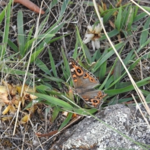 Junonia villida at Fadden, ACT - 13 Feb 2016