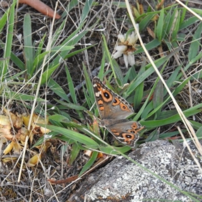 Junonia villida (Meadow Argus) at Wanniassa Hill - 12 Feb 2016 by RyuCallaway