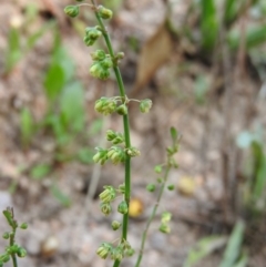 Rumex acetosella (Sheep Sorrel) at Wanniassa Hill - 12 Feb 2016 by RyuCallaway