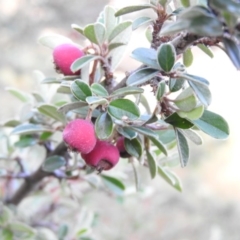 Cotoneaster rotundifolius (A Cotoneaster) at Fadden, ACT - 13 Feb 2016 by ArcherCallaway