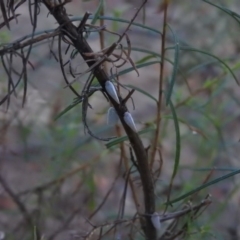 Inconclusive sighting (Inconclusive sighting) at Wanniassa Hill - 12 Feb 2016 by RyuCallaway