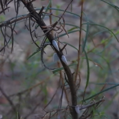 Unidentified at Wanniassa Hill - 12 Feb 2016 by ArcherCallaway