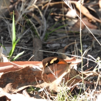 Heteronympha merope (Common Brown Butterfly) at Fadden, ACT - 12 Feb 2016 by RyuCallaway