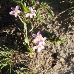 Centaurium tenuiflorum (Branched Centaury) at Fadden, ACT - 13 Feb 2016 by ArcherCallaway