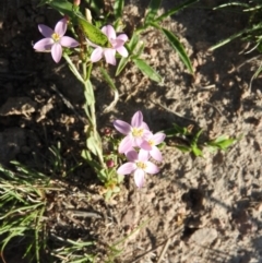 Centaurium tenuiflorum (Branched Centaury) at Wanniassa Hill - 12 Feb 2016 by RyuCallaway