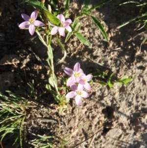 Centaurium tenuiflorum at Fadden, ACT - 13 Feb 2016