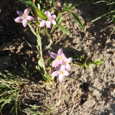 Centaurium tenuiflorum (Branched Centaury) at Fadden, ACT - 12 Feb 2016 by RyuCallaway