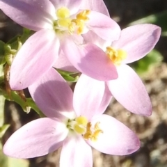 Centaurium tenuiflorum at Fadden, ACT - 13 Feb 2016