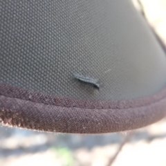 Lepidoptera unclassified IMMATURE (caterpillar or pupa or cocoon) at Fadden, ACT - 13 Feb 2016 by ArcherCallaway