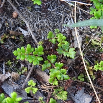 Cheilanthes austrotenuifolia (Rock Fern) at Wanniassa Hill - 12 Feb 2016 by RyuCallaway