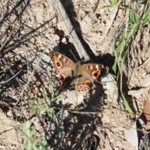 Junonia villida at Wanniassa Hill - 13 Feb 2016 09:17 AM