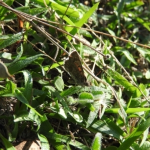 Lucia limbaria at Wanniassa Hill - 13 Feb 2016