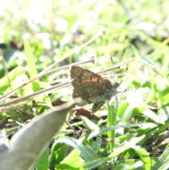 Lucia limbaria at Wanniassa Hill - 13 Feb 2016