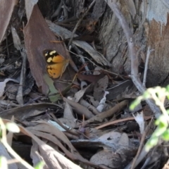 Heteronympha merope (Common Brown Butterfly) at Wanniassa Hill - 12 Feb 2016 by RyuCallaway
