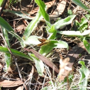 Ocybadistes walkeri at Wanniassa Hill - 13 Feb 2016 09:23 AM