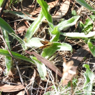 Ocybadistes walkeri (Green Grass-dart) at Wanniassa Hill - 12 Feb 2016 by RyuCallaway