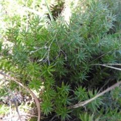 Acrotriche serrulata (Ground-berry) at Wanniassa Hill - 13 Feb 2016 by ArcherCallaway