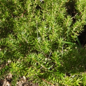 Acrotriche serrulata at Wanniassa Hill - 13 Feb 2016 09:24 AM