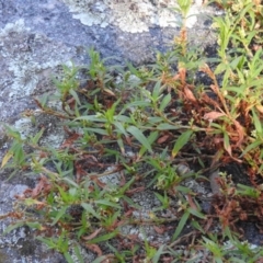 Persicaria prostrata (Creeping Knotweed) at Wanniassa Hill - 13 Feb 2016 by ArcherCallaway