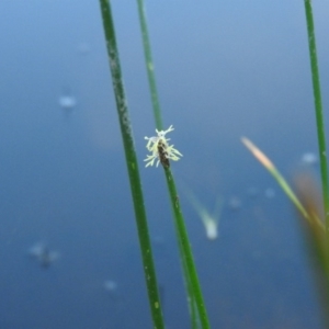 Eleocharis sp. at Wanniassa Hill - 13 Feb 2016 09:29 AM