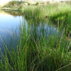 Eleocharis sp. at Wanniassa Hill - 13 Feb 2016 09:29 AM