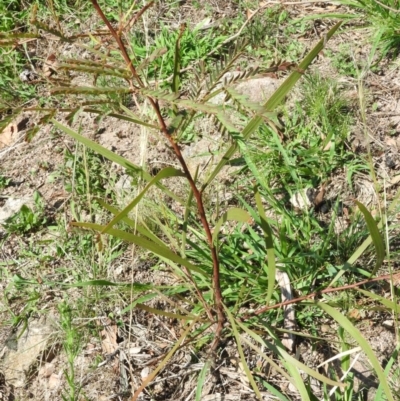 Acacia implexa (Hickory Wattle, Lightwood) at Wanniassa Hill - 12 Feb 2016 by RyuCallaway