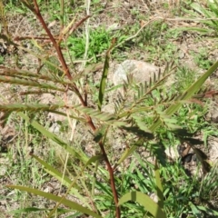 Acacia implexa at Fadden, ACT - 13 Feb 2016