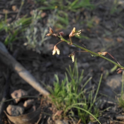 Grona varians (Slender Tick-Trefoil) at Mount Ainslie - 13 Feb 2016 by SilkeSma