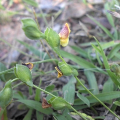 Zornia dyctiocarpa var. dyctiocarpa (Zornia) at Mount Ainslie - 13 Feb 2016 by SilkeSma