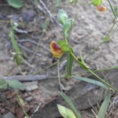 Zornia dyctiocarpa var. dyctiocarpa at Majura, ACT - 13 Feb 2016 06:30 PM