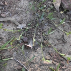 Zornia dyctiocarpa var. dyctiocarpa at Majura, ACT - 13 Feb 2016