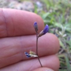 Glycine tabacina (Variable Glycine) at Mount Ainslie - 13 Feb 2016 by SilkeSma