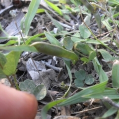 Glycine tabacina at Majura, ACT - 13 Feb 2016