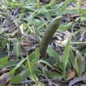 Glycine tabacina at Majura, ACT - 13 Feb 2016