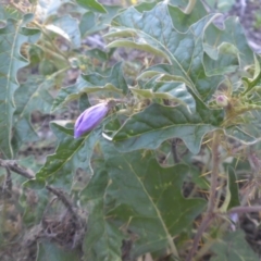 Solanum cinereum (Narrawa Burr) at Mount Ainslie - 13 Feb 2016 by SilkeSma