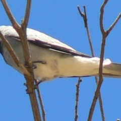 Coracina novaehollandiae (Black-faced Cuckooshrike) at Tidbinbilla Nature Reserve - 19 Dec 2009 by galah681