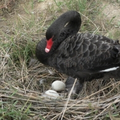 Cygnus atratus (Black Swan) at Tidbinbilla Nature Reserve - 19 Apr 2008 by galah681