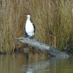 Microcarbo melanoleucos (Little Pied Cormorant) at Tidbinbilla Nature Reserve - 27 Jul 2012 by galah681