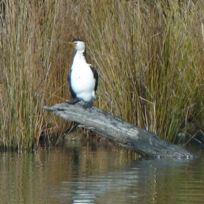 Microcarbo melanoleucos (Little Pied Cormorant) at Paddys River, ACT - 27 Jul 2012 by galah681